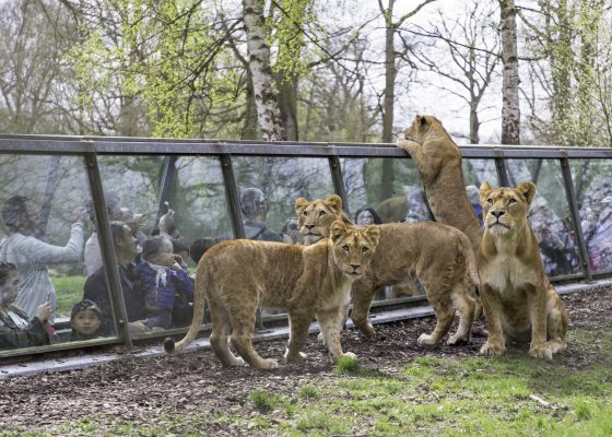 Le ZooSafari de Thoiry