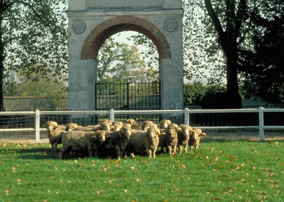 Visite de la Bergerie Nationale de Rambouillet