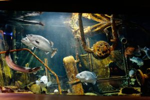 Maréis le centre de la pêche en mer dans le Pas-de-Calais