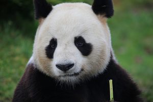 Zoo de Beauval, château de Chenonceau et Amboise