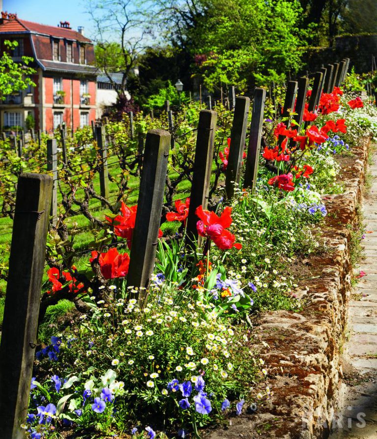 Le village de Montmartre et sa vigne