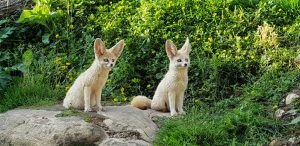 Découverte du seinoscope &  les jardins animaliers de Biotropica