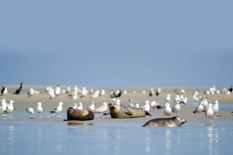 croisiere en baie de somme 002