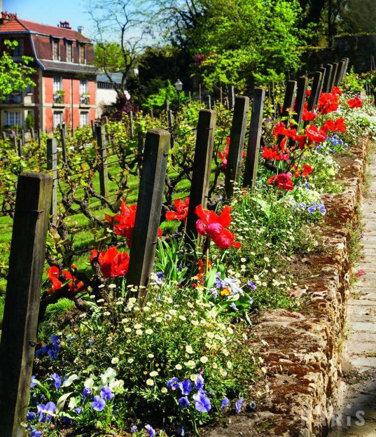 Montmartre : les vignes